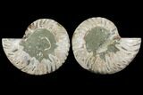 Agatized Ammonite Fossil - Madagascar #111524-1
